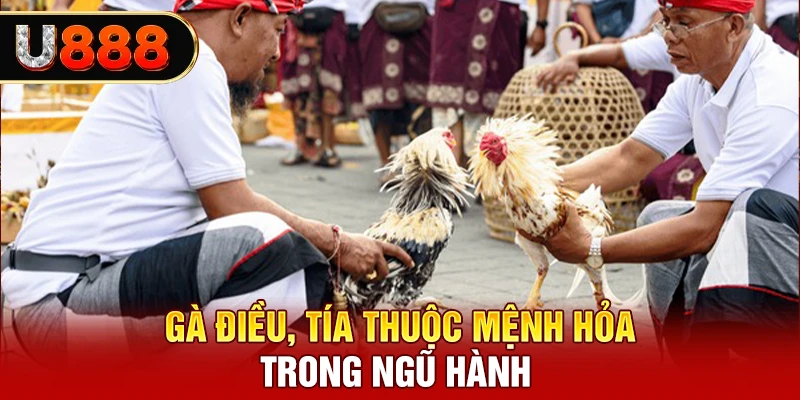 Gà điều, tía thuộc mệnh hỏa trong ngũ hành